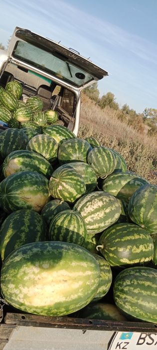 КХ"АХАТОВ М.К." Продаём арбузы