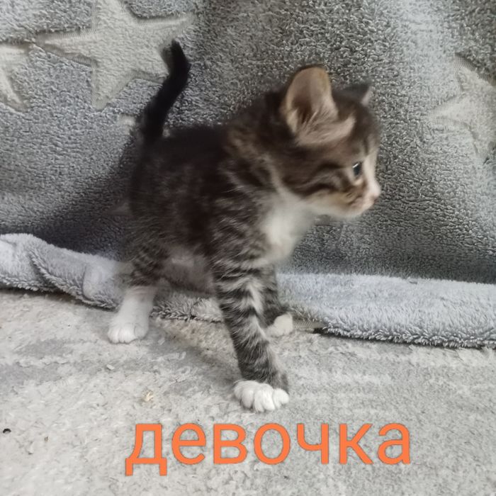 Бесплатно отдаю котят!