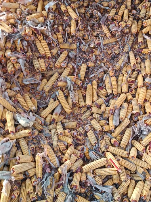 Кукуруза в початках