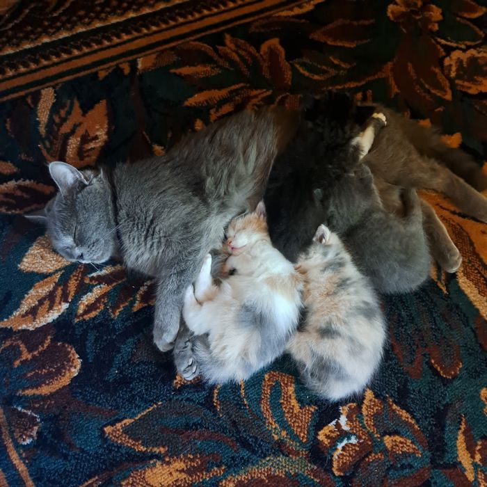 Котята 1.5 месяцев мама страйт