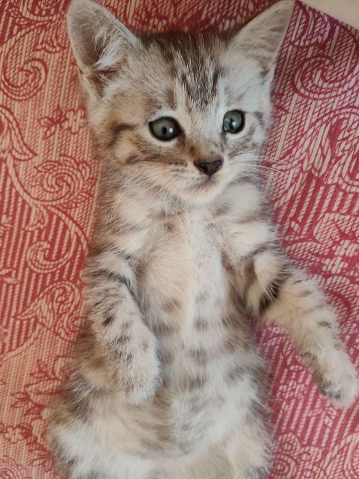Отдам котенка в хорошие руки