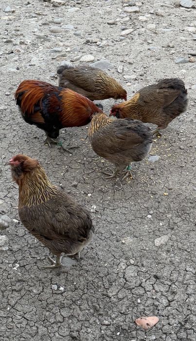 Oua Marans si Araucana Gat Auriu