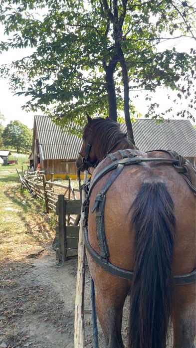 Vând iapă blandă