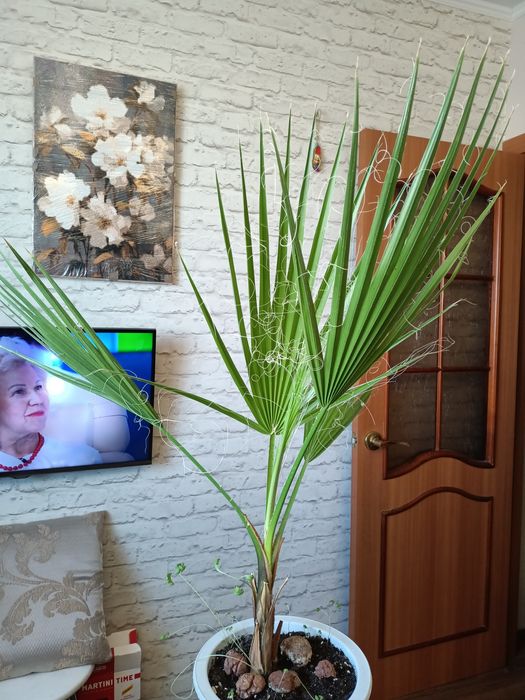 Продам пальму вашингтония