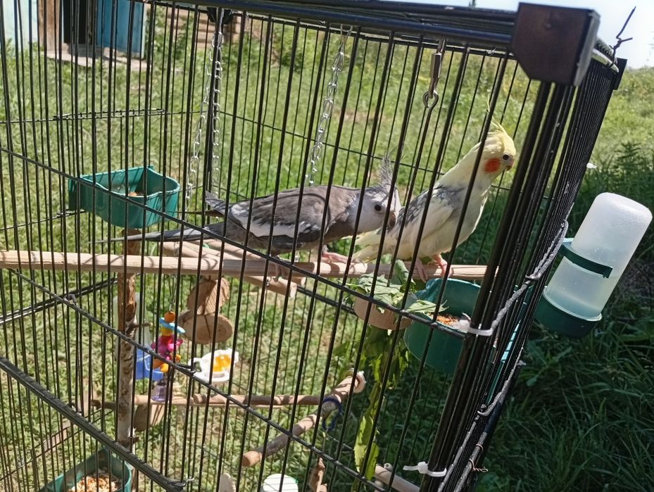 Продам самца кареллы