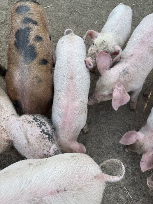 Продавам малки прасенца