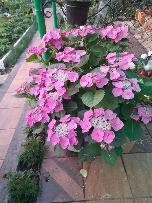 Продам цветы для дома свадьбы и тд