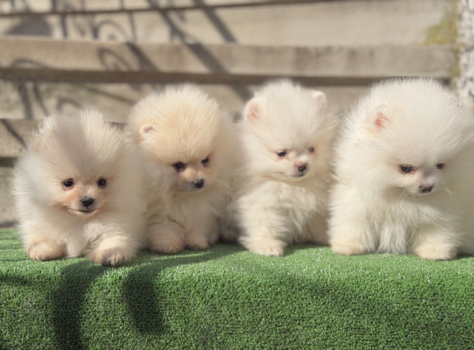 Померан померани мини