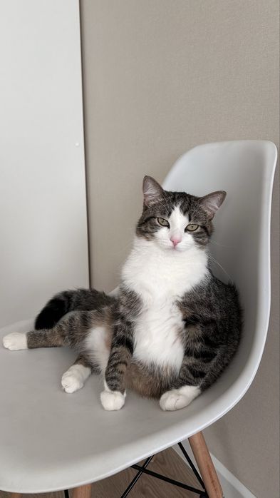 Отдам кота в хорошие руки !