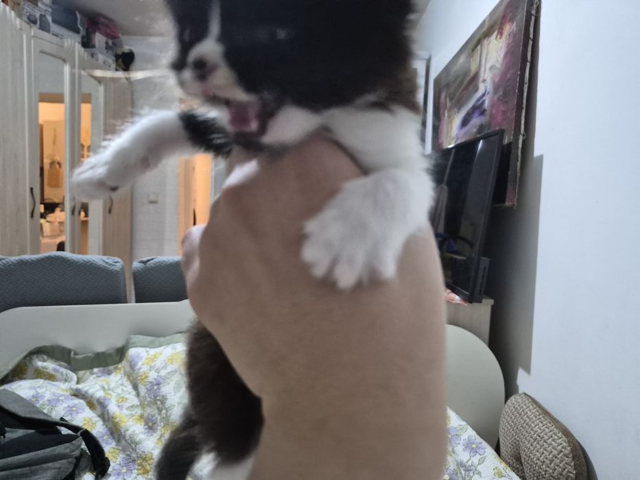 Котята в хорошие руки