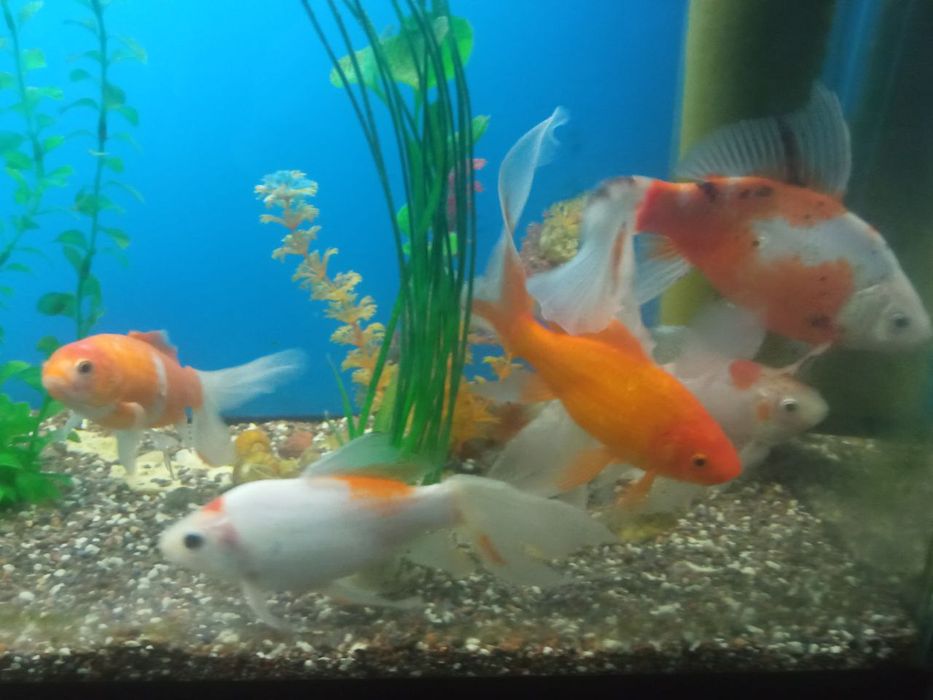 Akuarium baliqlari