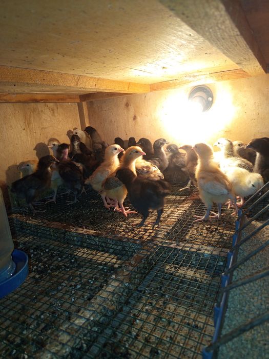 Продаются гусята