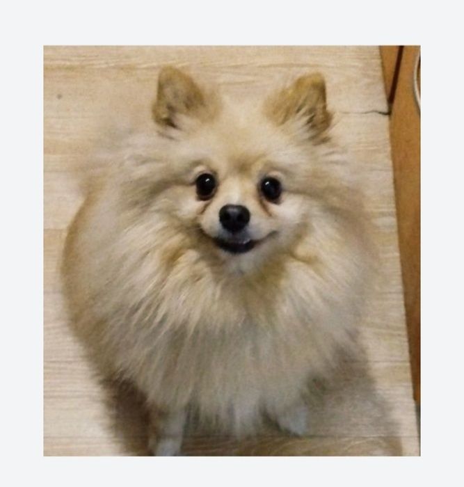 Продам Шпица 3 года