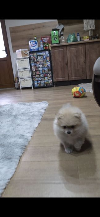 Померан,померанче момче с необходимите ваксини и паспорт!