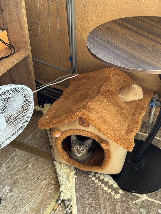 Котенок ищет дом