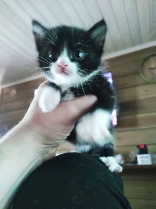 Отдам котят в хорошие руки