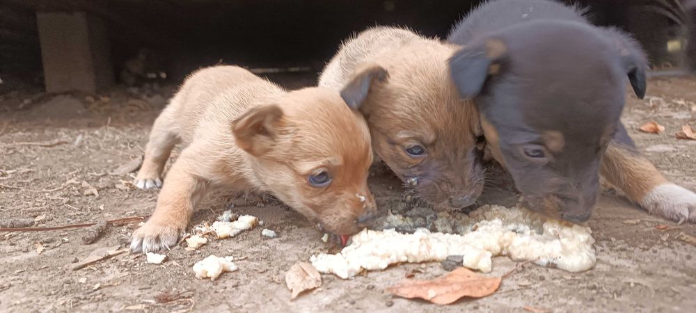 Щенятам нужны хозяева!!!