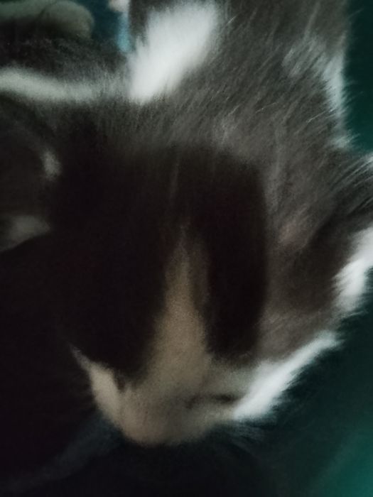 Отдам даром котят
