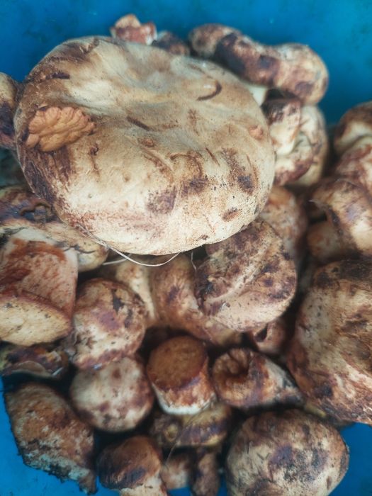 Продаю грибы коровники
