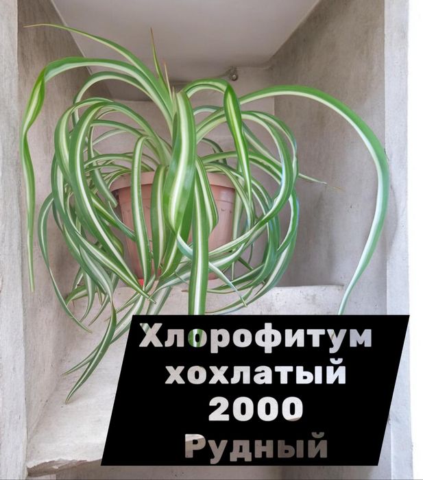 Продам комнатные цветы