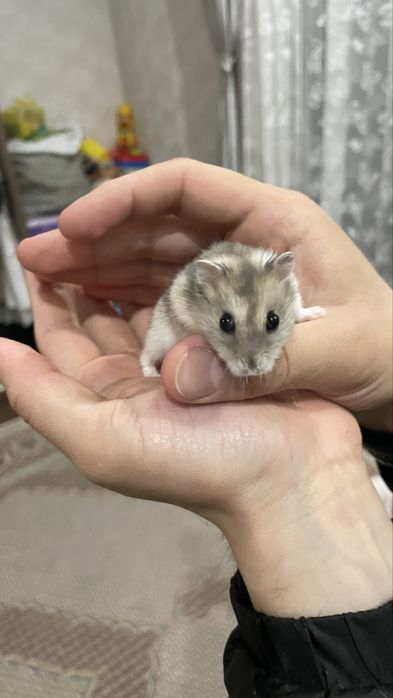 Продается хомячок