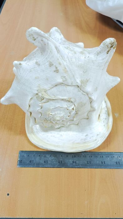 Продам Ракушку 20000