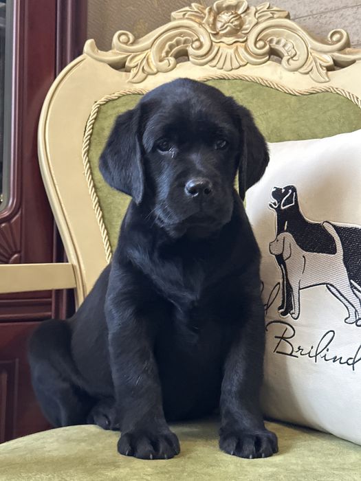 Щенки лабрадора, питомник.Документы.