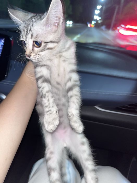 Продается котёнок (домашний короткошёрстный, серебристый табби)