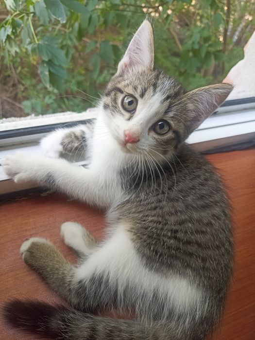 Котенок мальчик 2,5 мес.