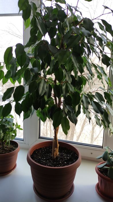 Продам фикус Бенжамина