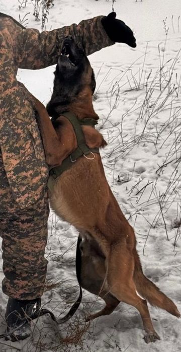 Пропала собака! Будем рады любой информации!