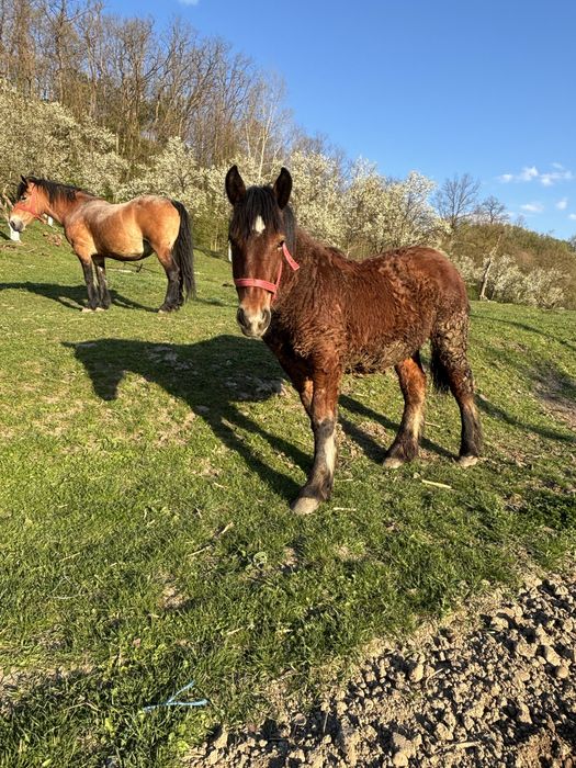 Vand o manza din doua