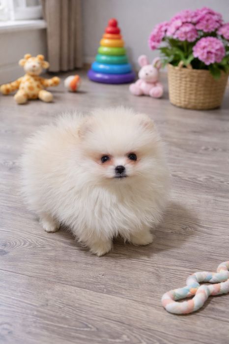 Померан мини мъжко и женско