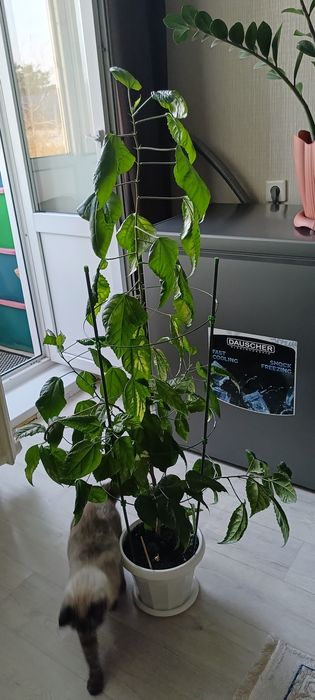 Продам гибискус, китайская роза