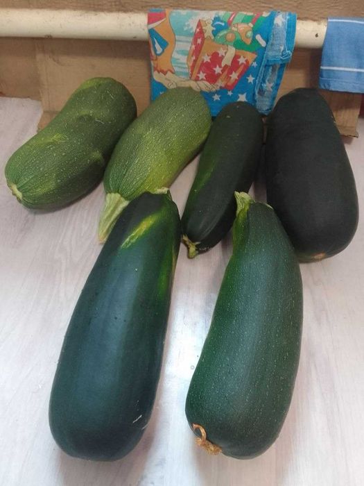Кабачки домашние