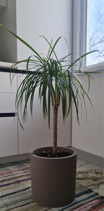 Продаются домашние растения