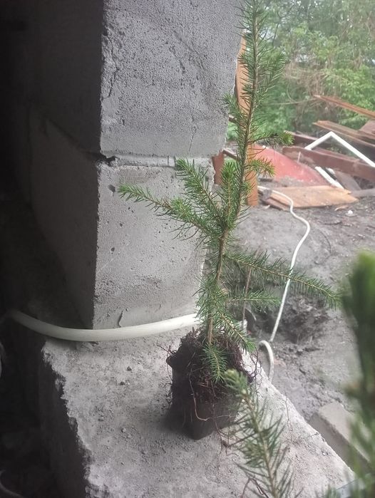 Продаются  елочки