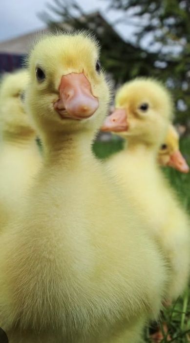 Қаз балапандары бар