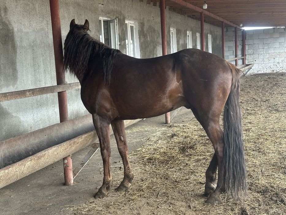 Жеребец полукровный