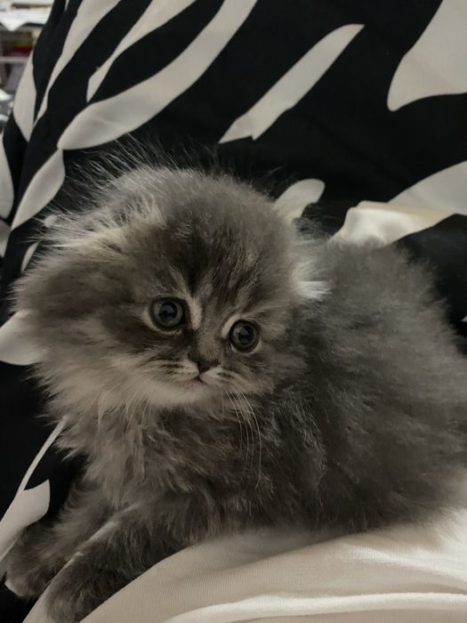 Motanel scotthis Fold