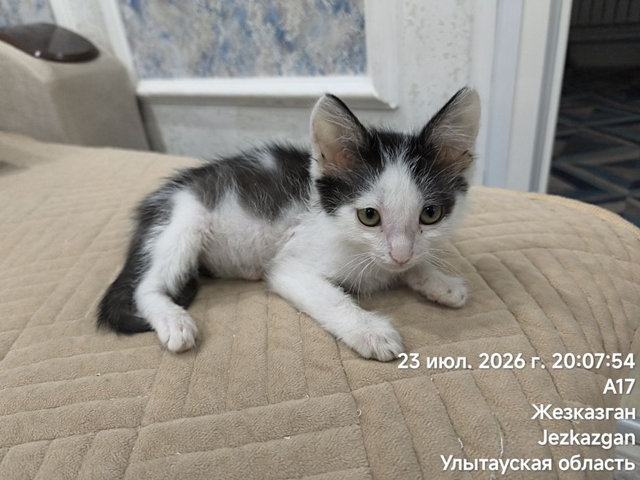 Привезу котёнка, будущий крысолов