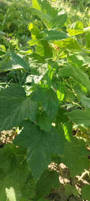 Продается смородина 3х видов