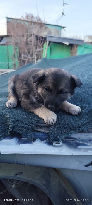 Щенки полу хаски полу дворяне)