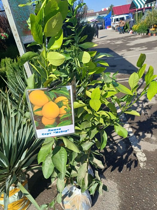 Лимон сорт мейр 2 годовалый