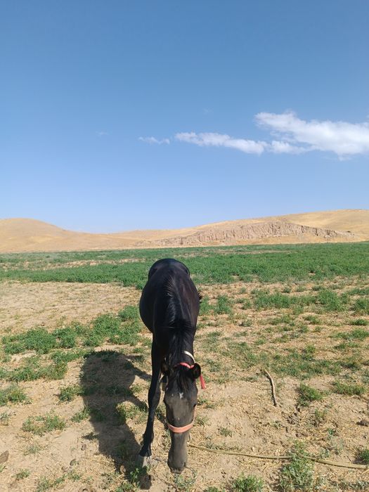 Той 1,5 ёш зоти кора байир