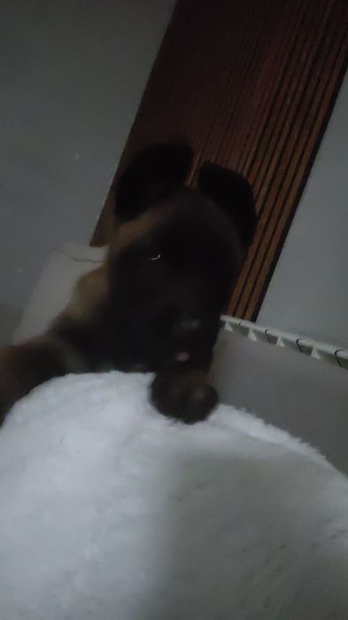 Щенок малинуа  бельгийская овчарка