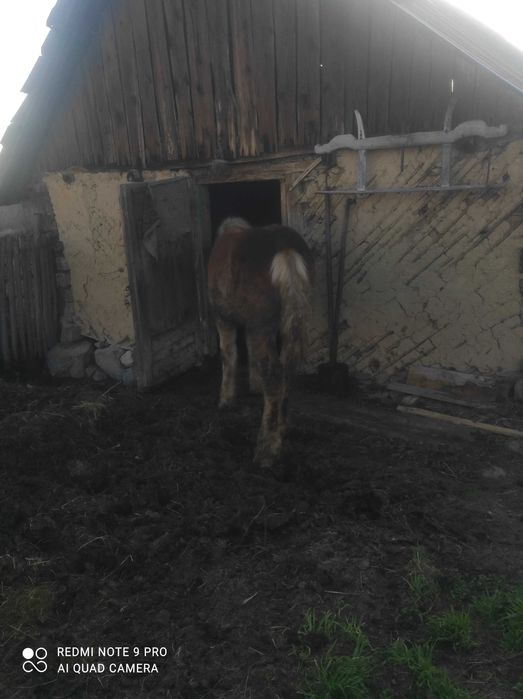 Se vinde armăsar mânz 3500 de lei