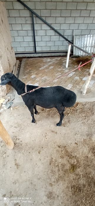 Кочкор зотдор сифатли