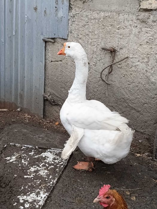 Гуси породы Линда