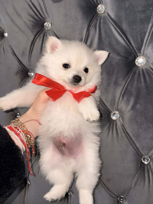 Vand pomeranian toy varsta 2 luni